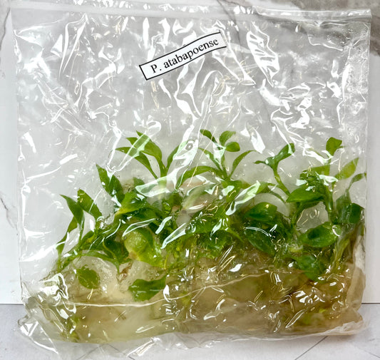 *5 Pack* Tissue Culture- Philodendron Atabapoense