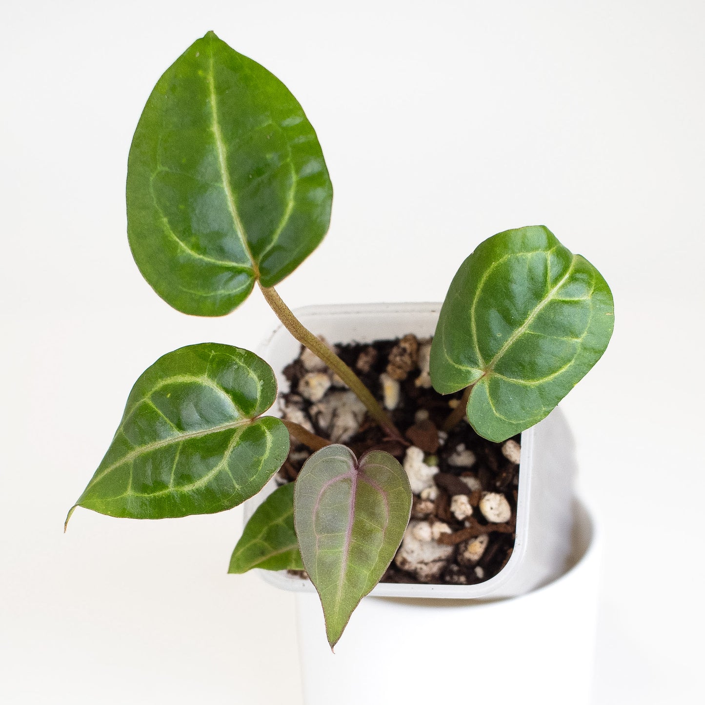 Anthurium Red Crystal (Tim Anderson) *Growers Choice*