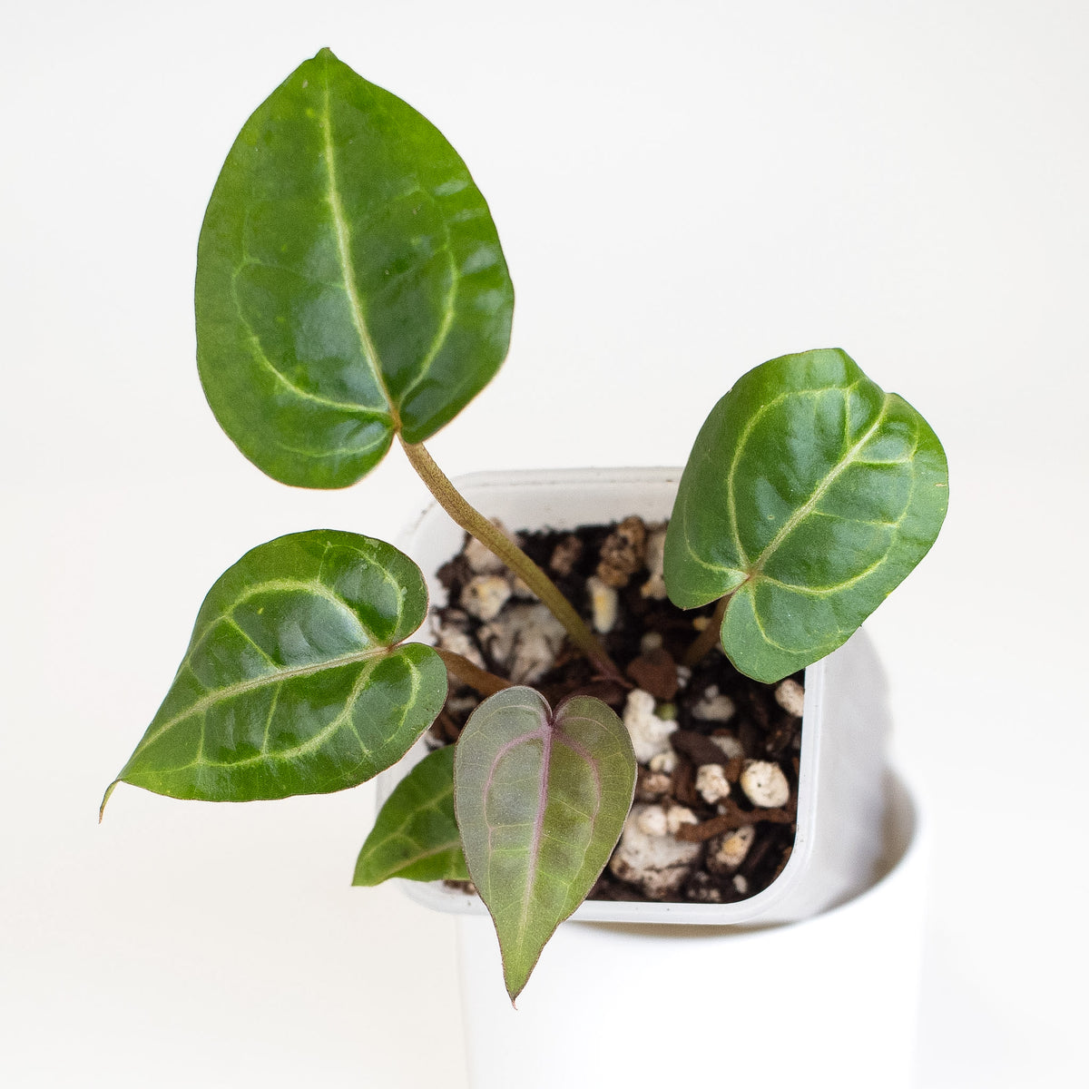 Anthurium Red Crystal (Tim Anderson) *Growers Choice*