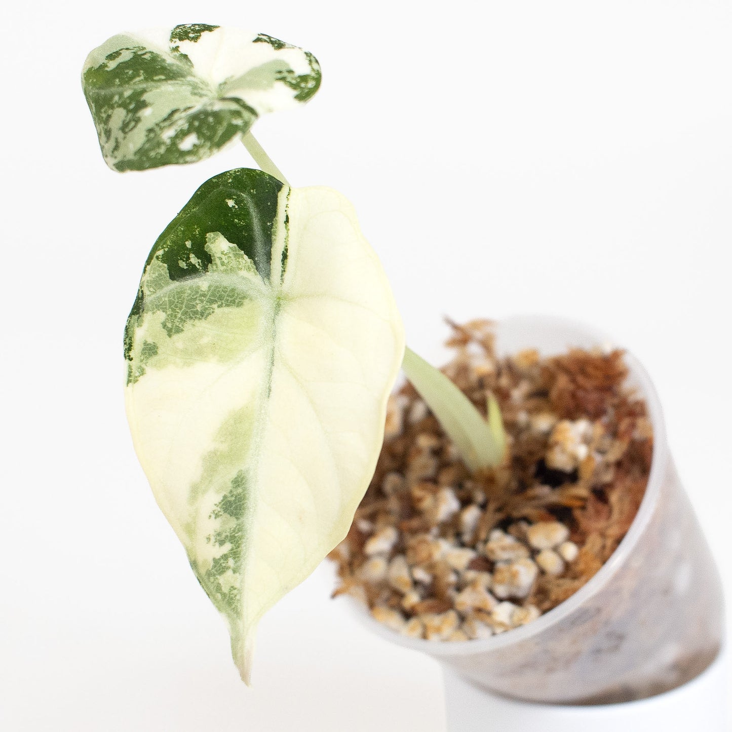 Alocasia 'Black Velvet' Ninja Albo (2609)