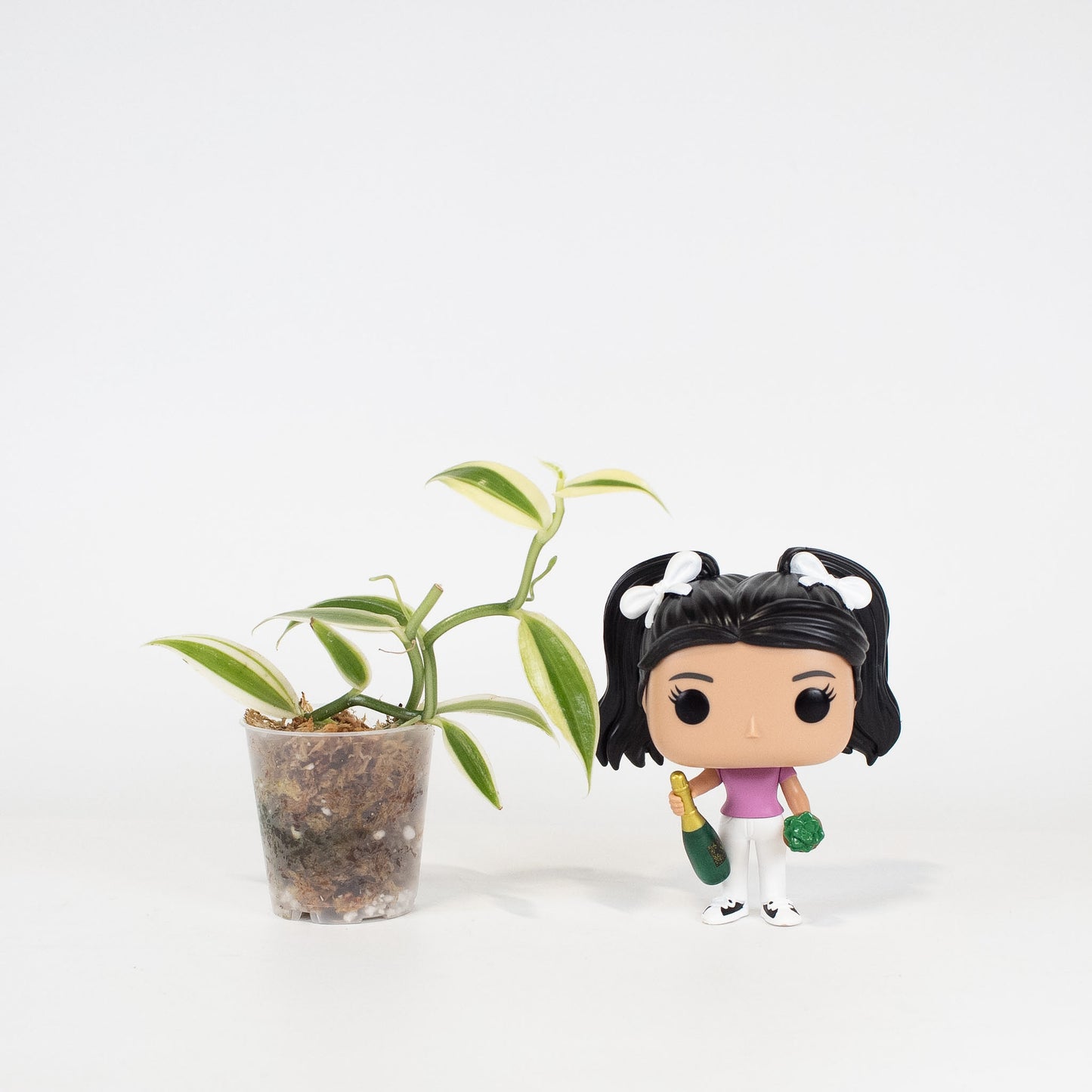 Vanilla Orchid *Growers Choice*