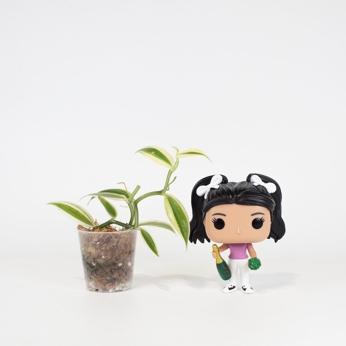 Vanilla Orchid *Growers Choice*