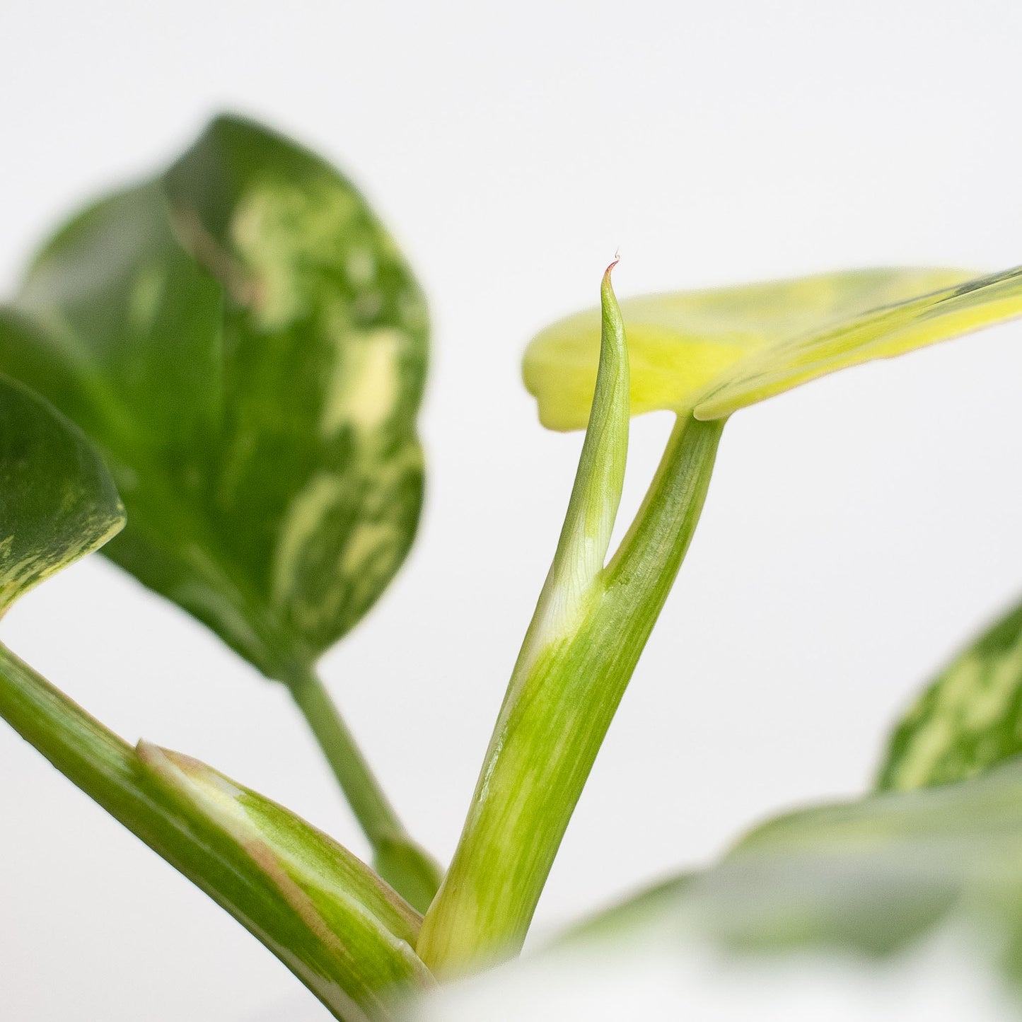 Philodendron White Wizard Tricolor (2619)