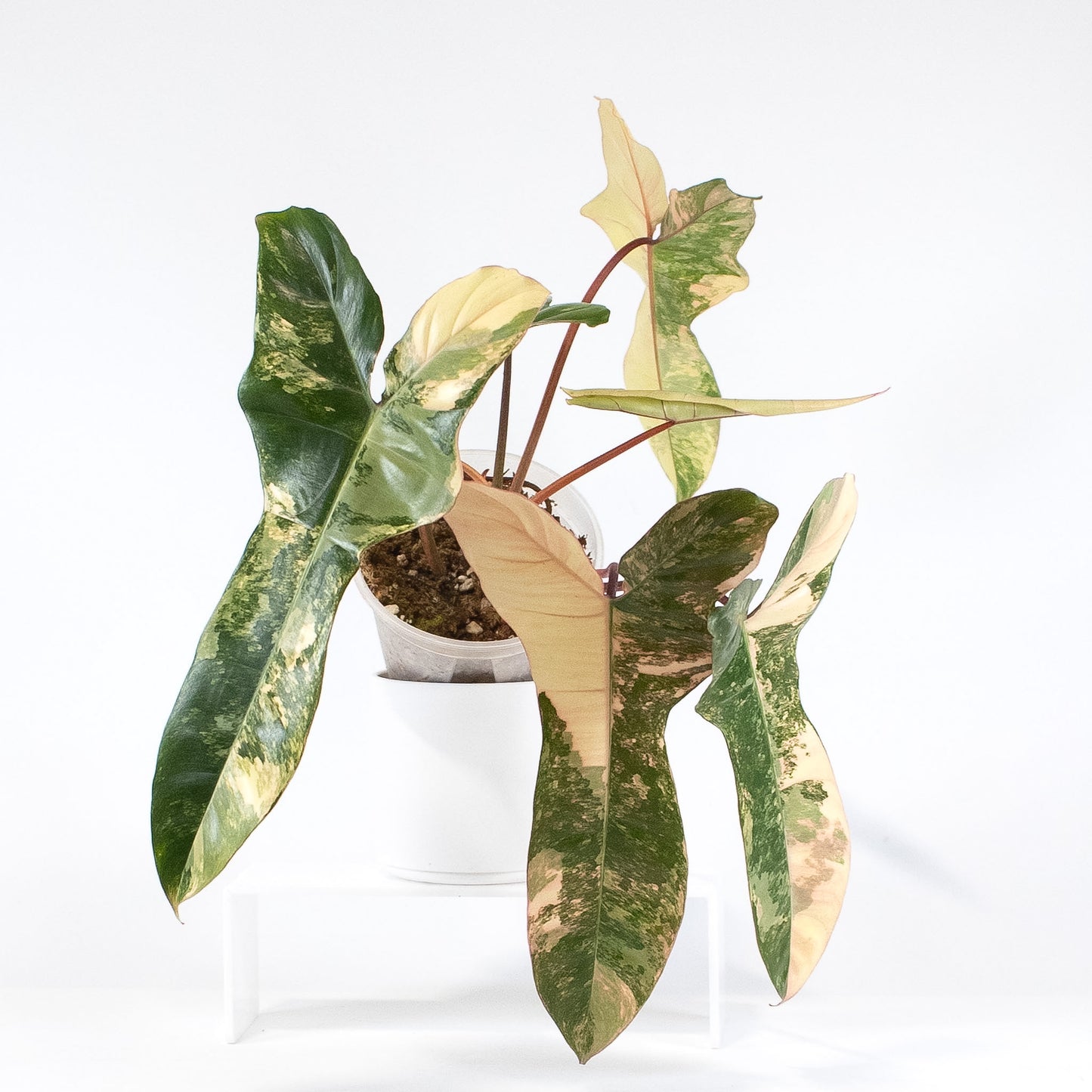 Philodendron Florida Beauty x Billietiae (2613)