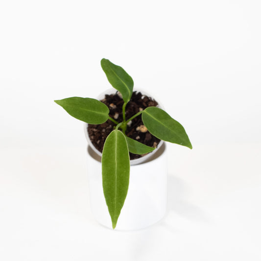 Anthurium Warocqueanum *Growers Choice*