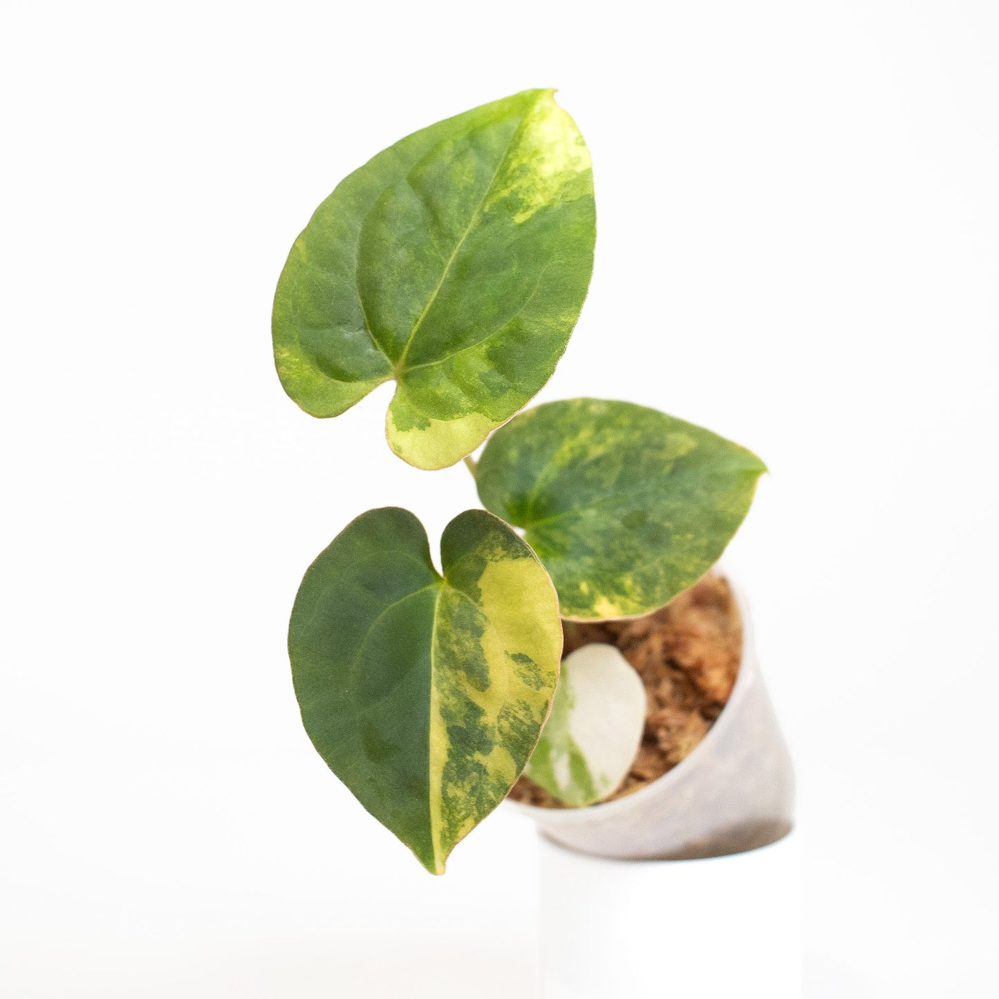 Anthurium Papilliminum Variegated x RVDP (2603)