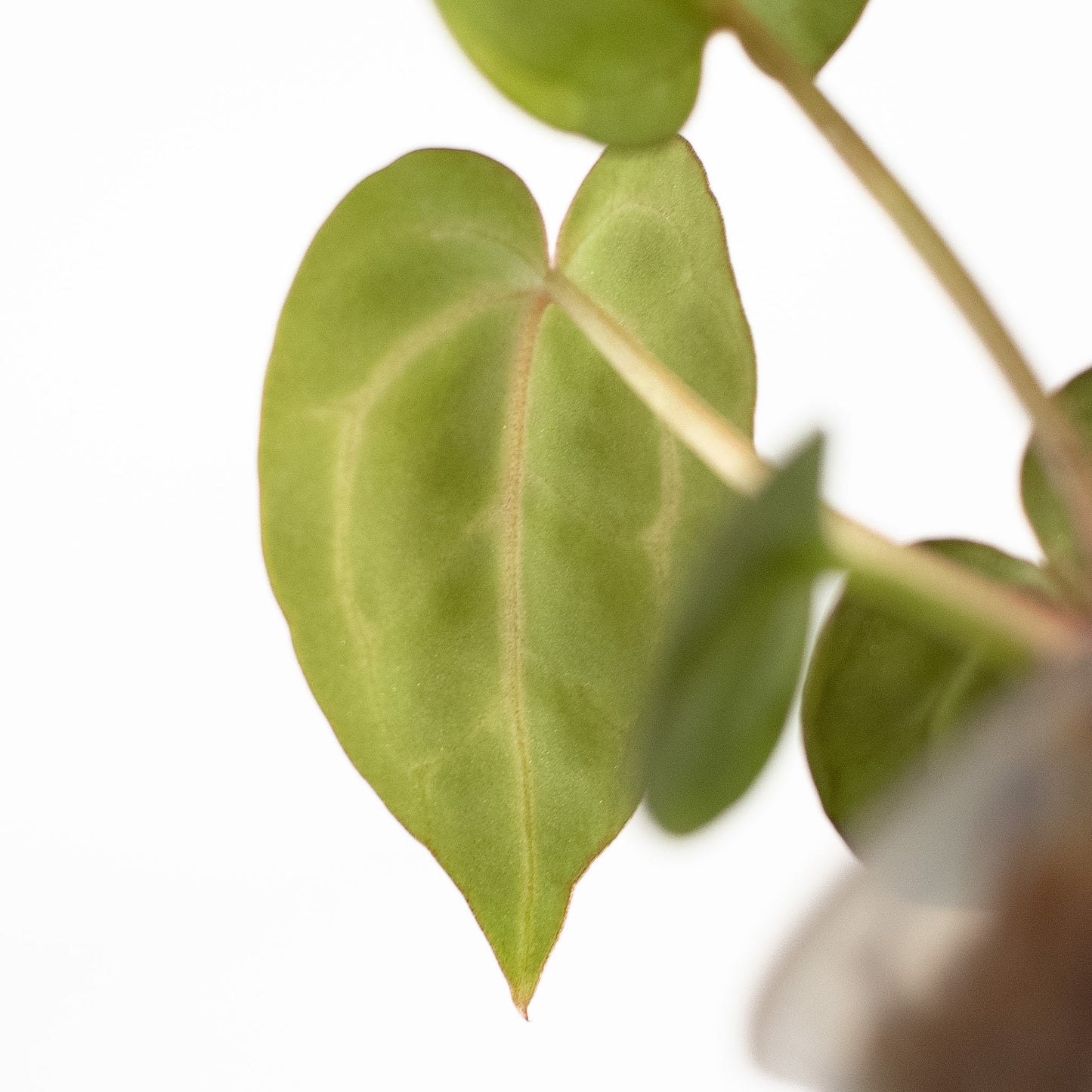 Anthurium (Carla) x (Red Crystallinum Dark Form) (2604)