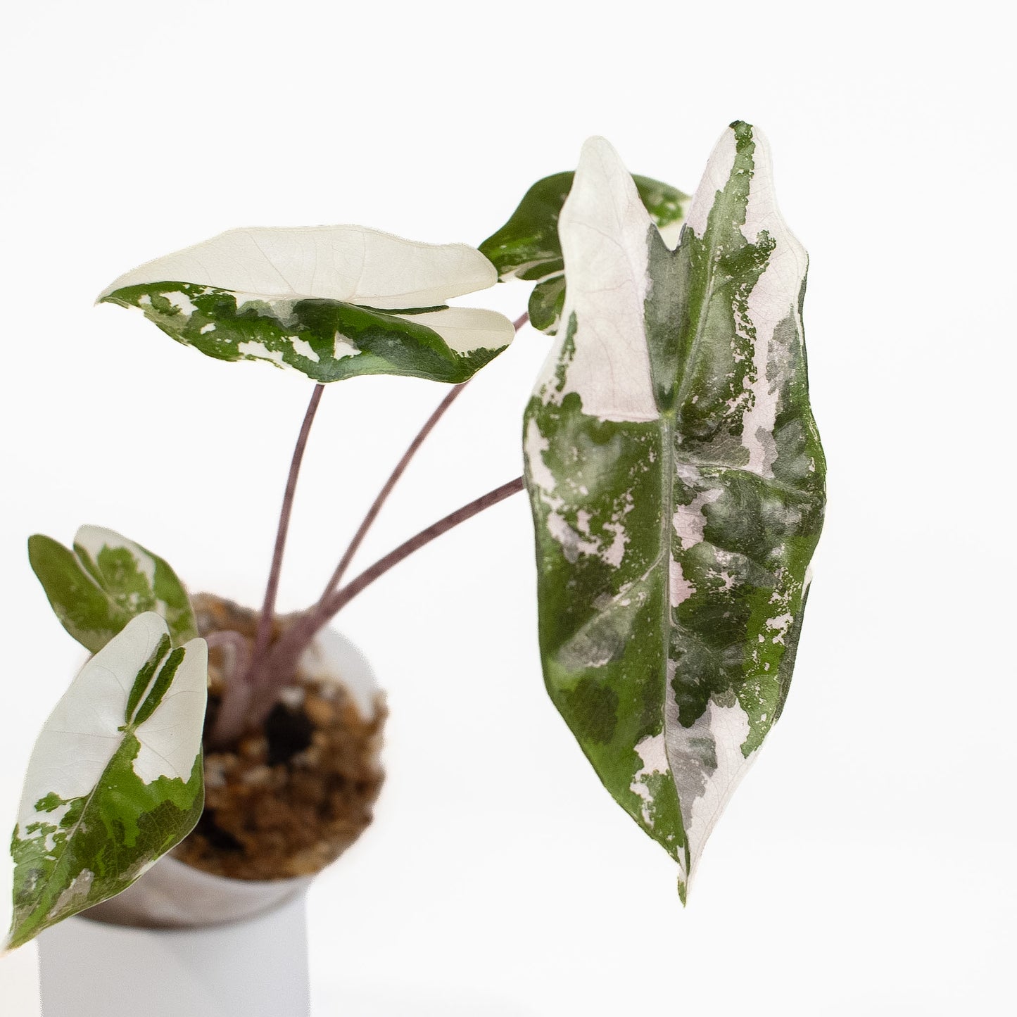 Alocasia Psuedo Sanderiana Pink (2611)