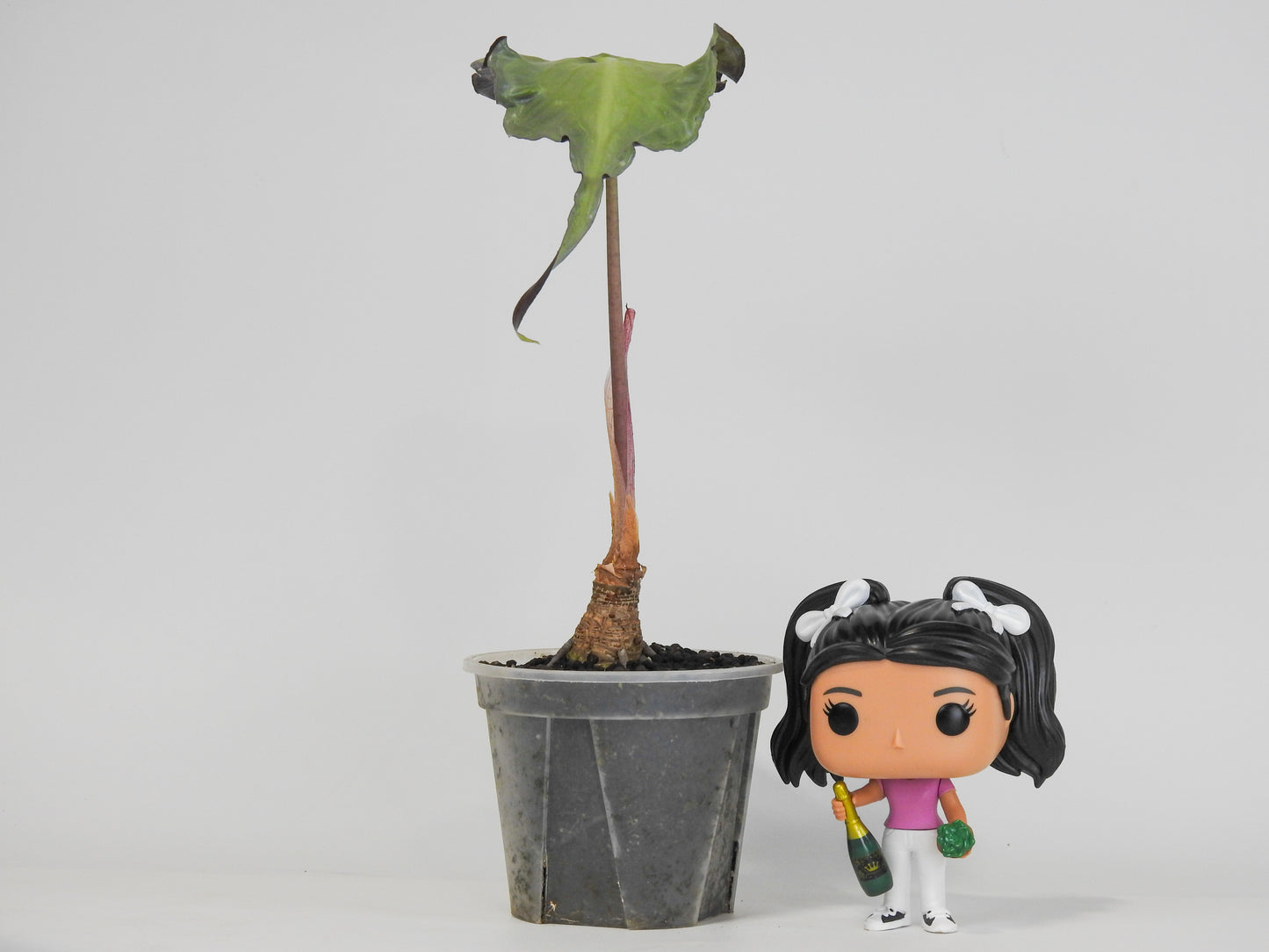 Alocasia 'Venom’ *mother plant* (3000)