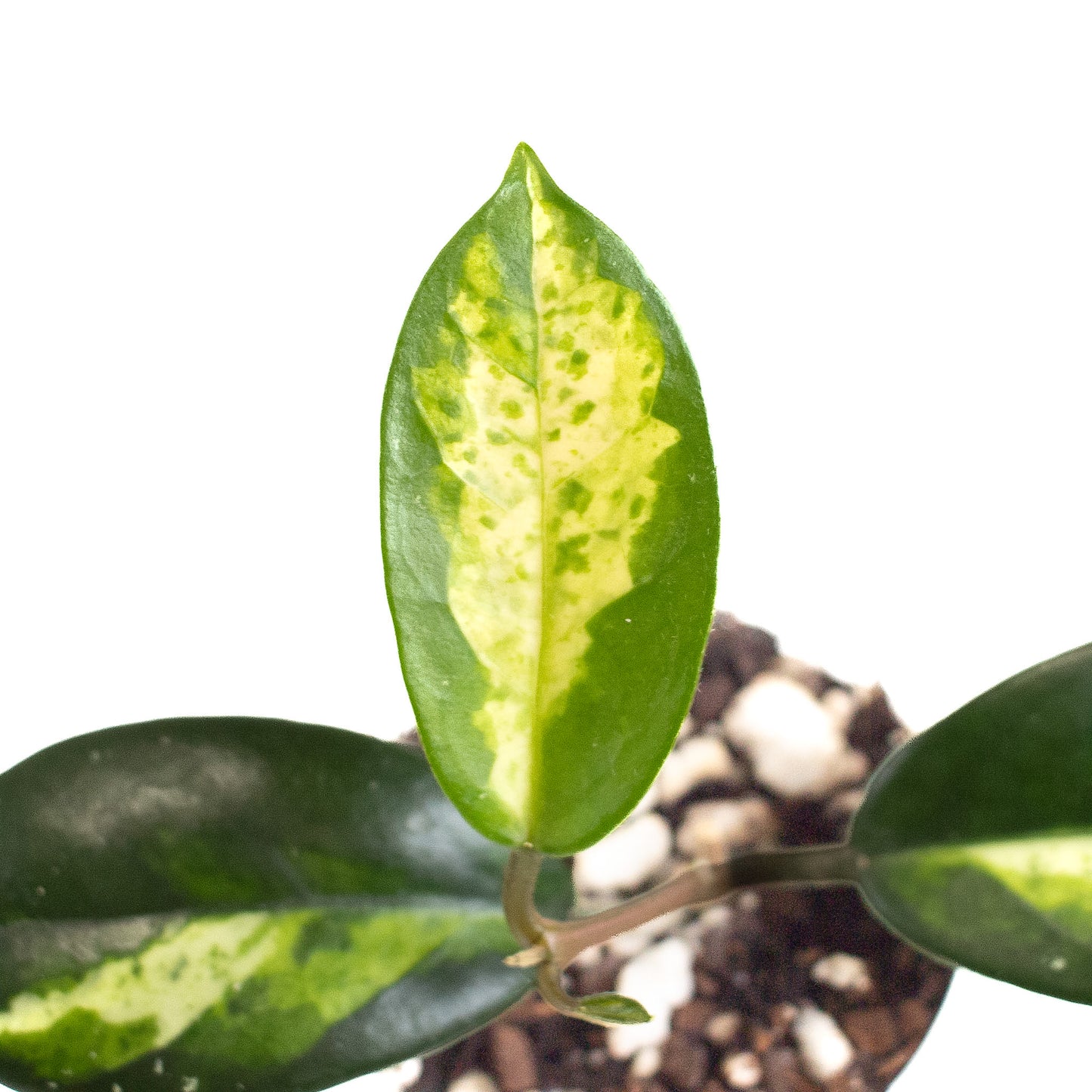 Hoya Madara 'Green Edge' Kunzo Lineage (2614)