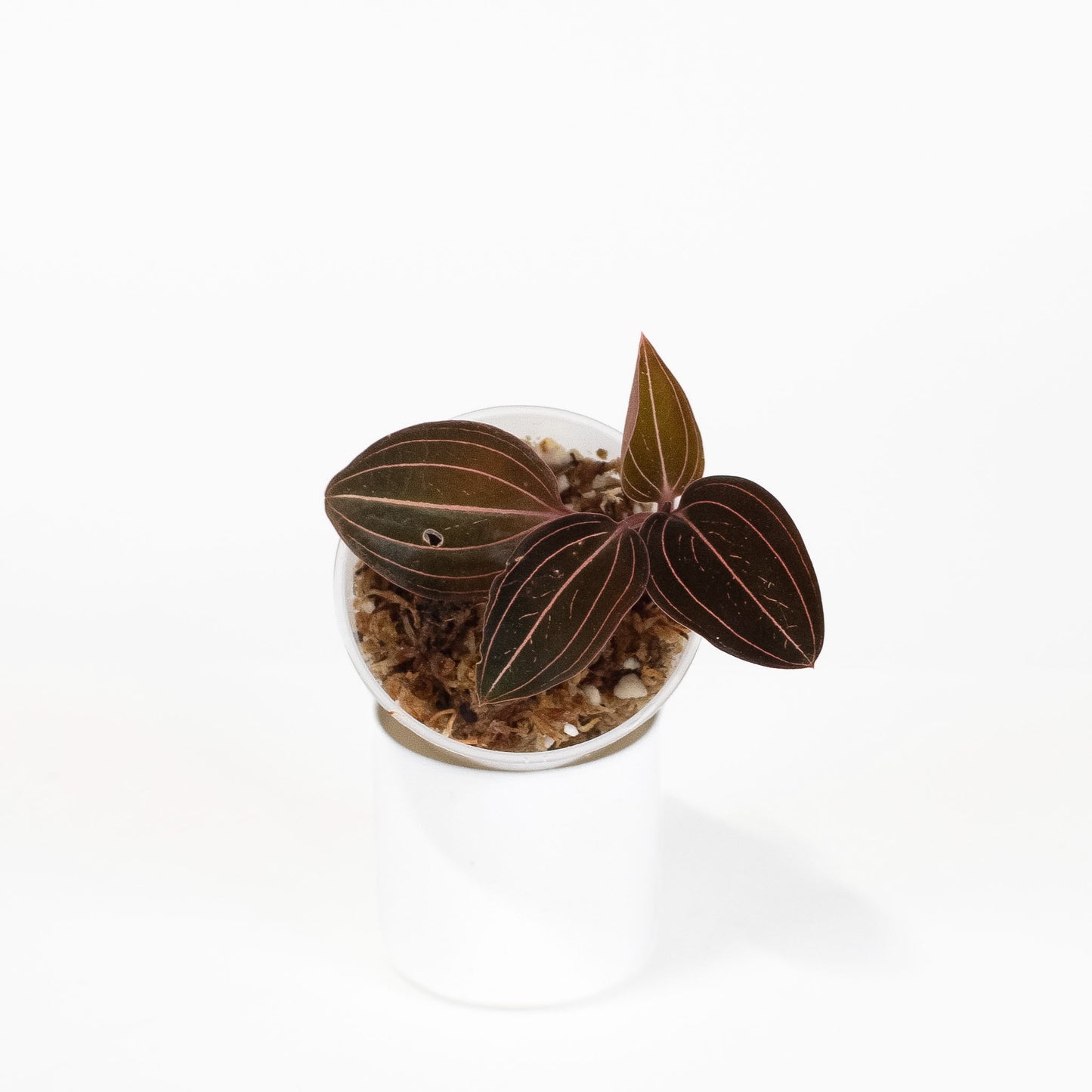 "Ludisia Discolor" Jewel Orchid (2602)