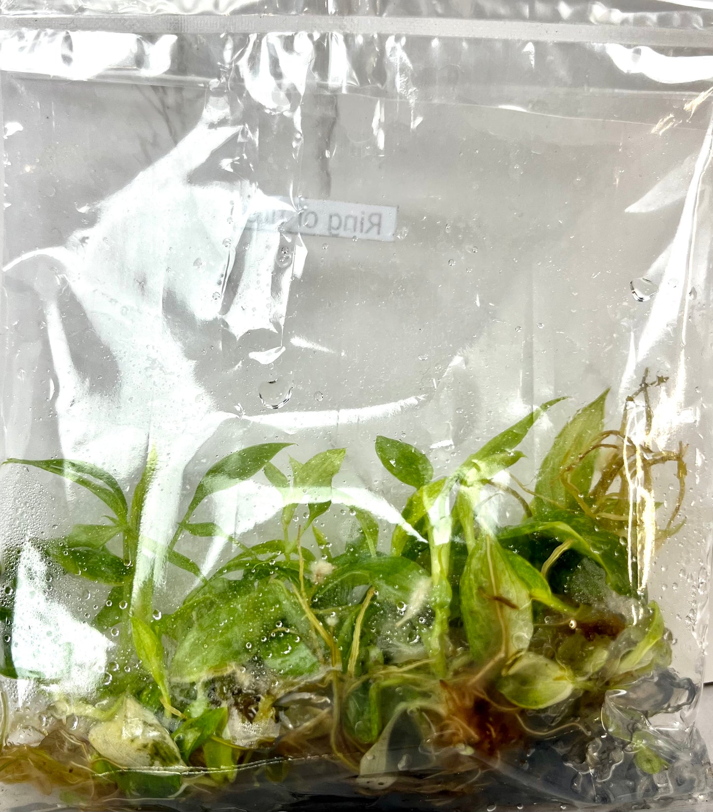 *5 Pack* Tissue Culture- Philodendron Ring of Fire (Sellers Choice)