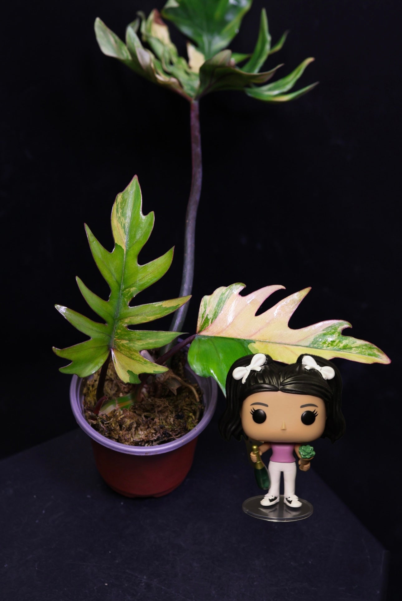 Philodendron Mayoi Variegated (0801)