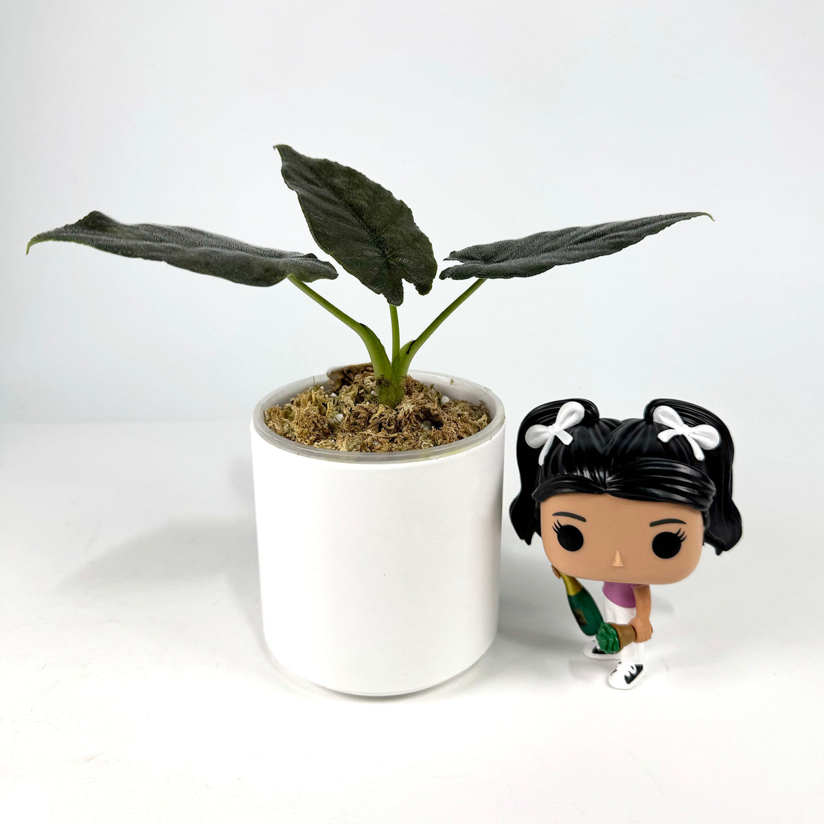 Alocasia Chienlii Antoro Velvet Sport (4102)