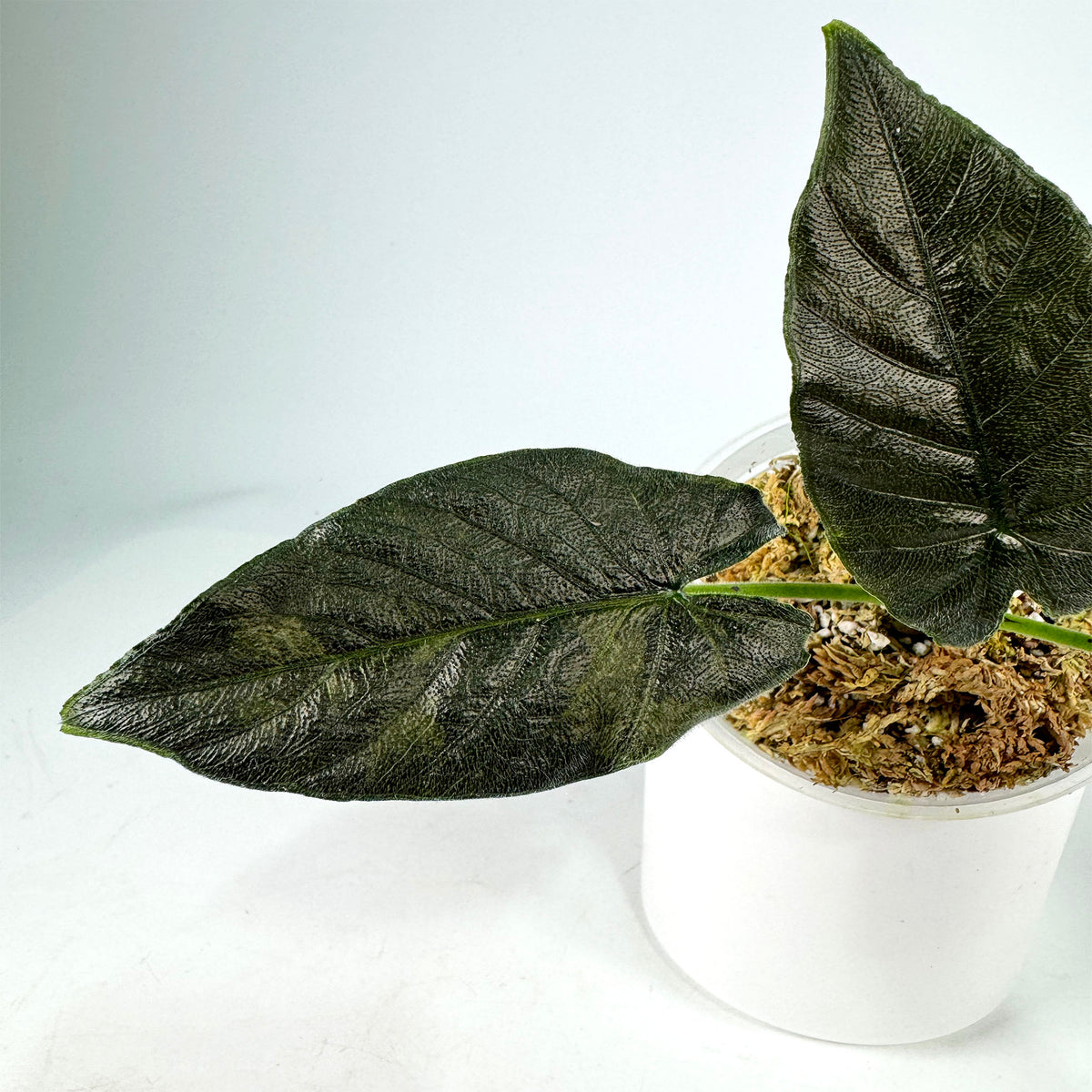 Alocasia Chienlii Antoro Velvet Sport (4102)
