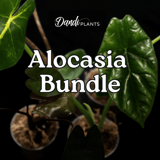MYSTERY Alocasia Bundle (Set Of 3)