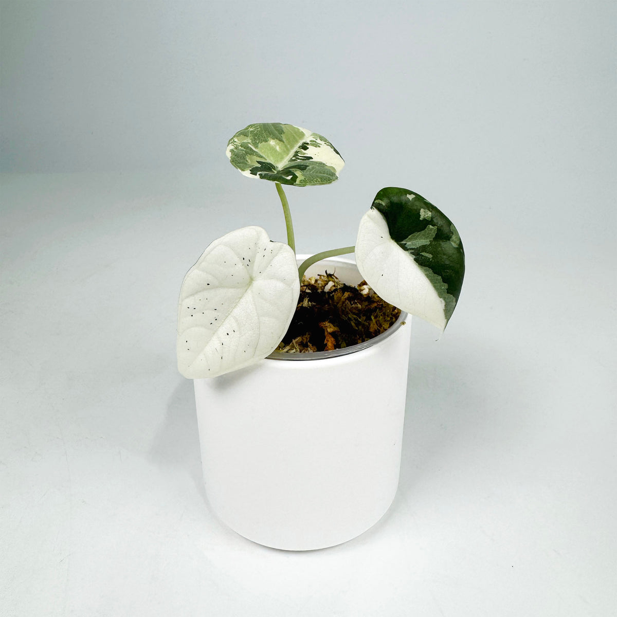 Alocasia Maharani Albo Var. (4101)