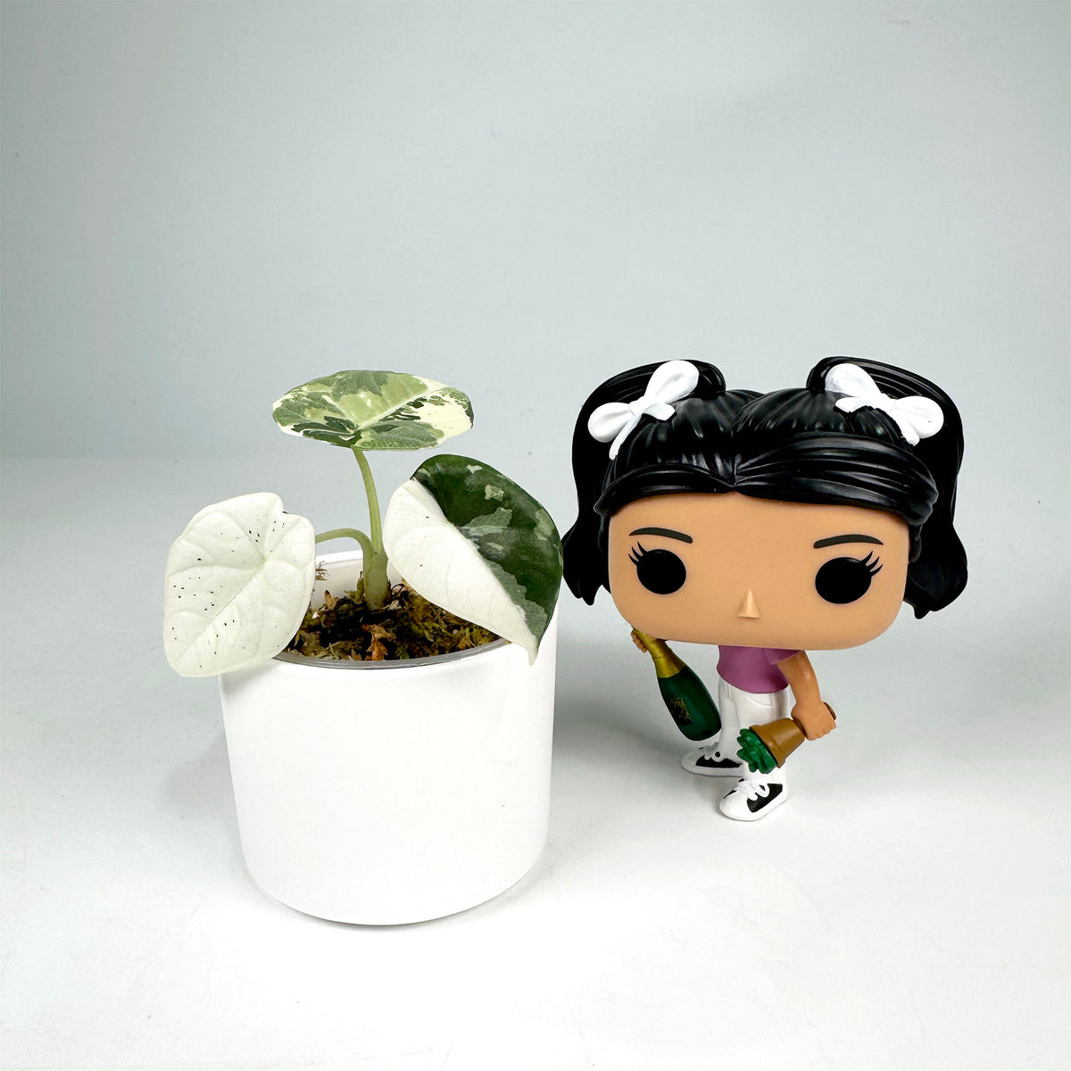Alocasia Maharani Albo Var. (4101)
