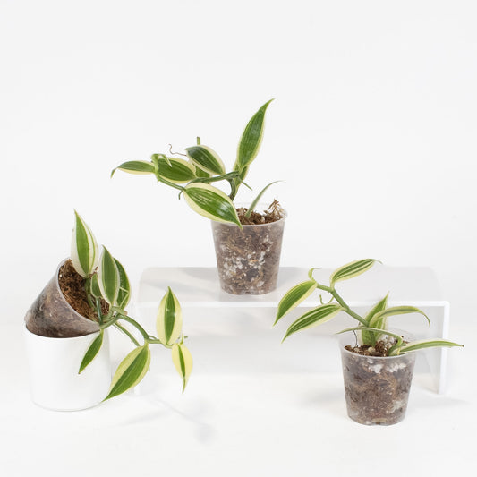 Vanilla Orchid *Growers Choice*