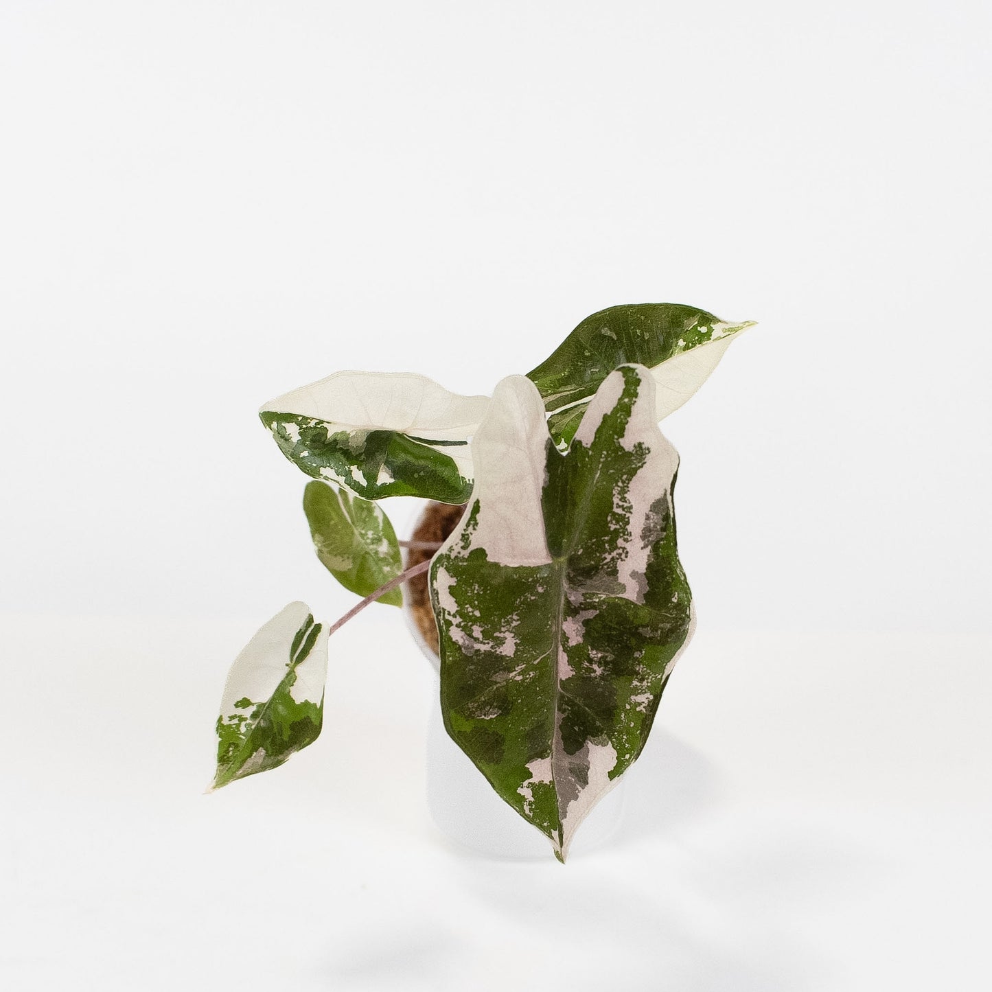Alocasia Psuedo Sanderiana Pink (2611)