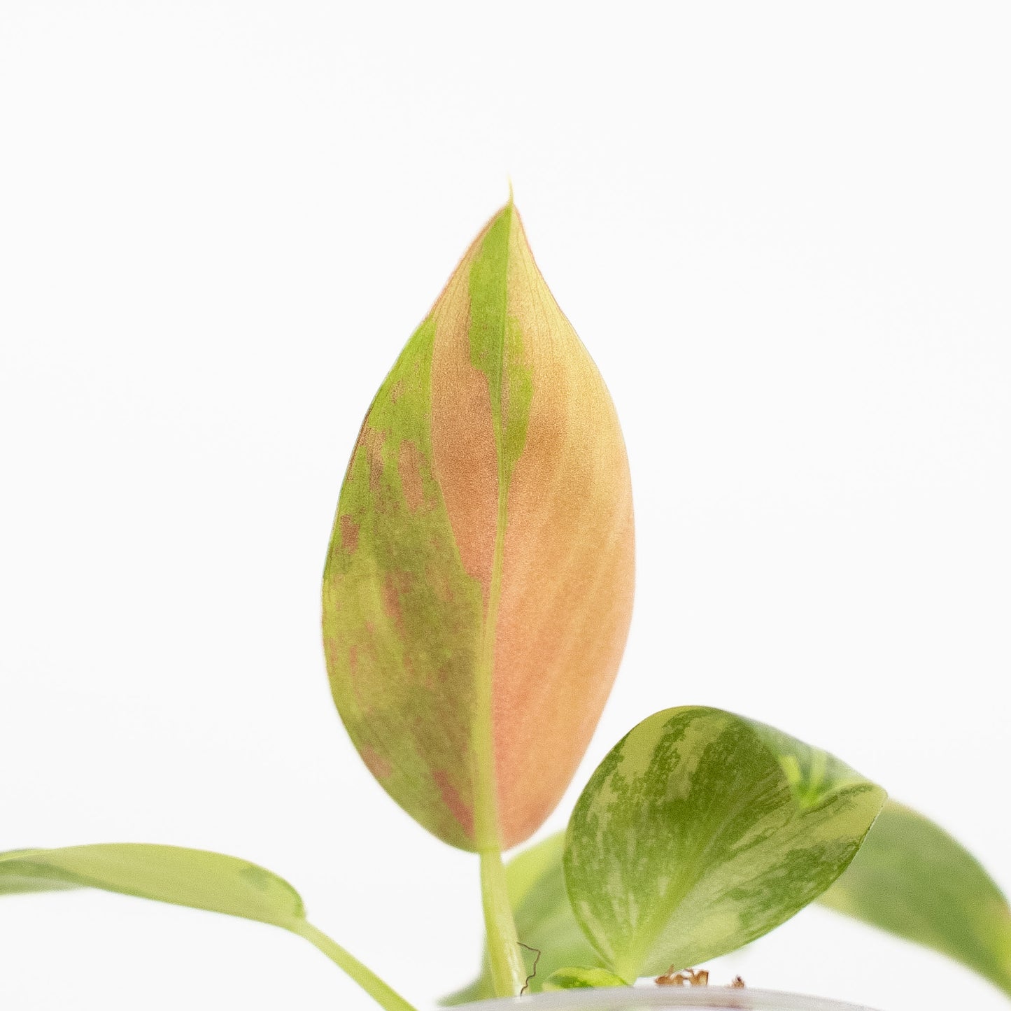 Philodendron Green Congo Nuclear (2615)