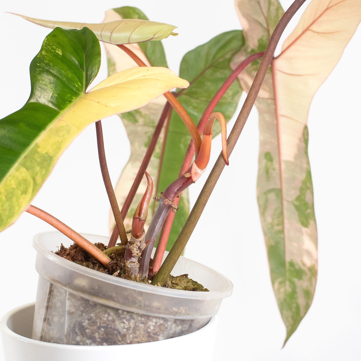 Philodendron Florida Beauty x Billietiae (2613)