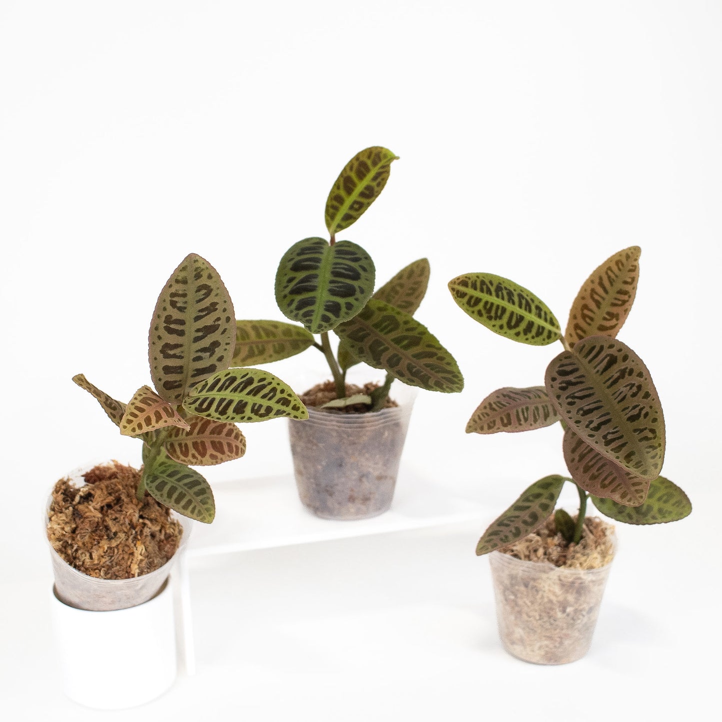 Labisia sp. Riau Pink *Growers Choice*