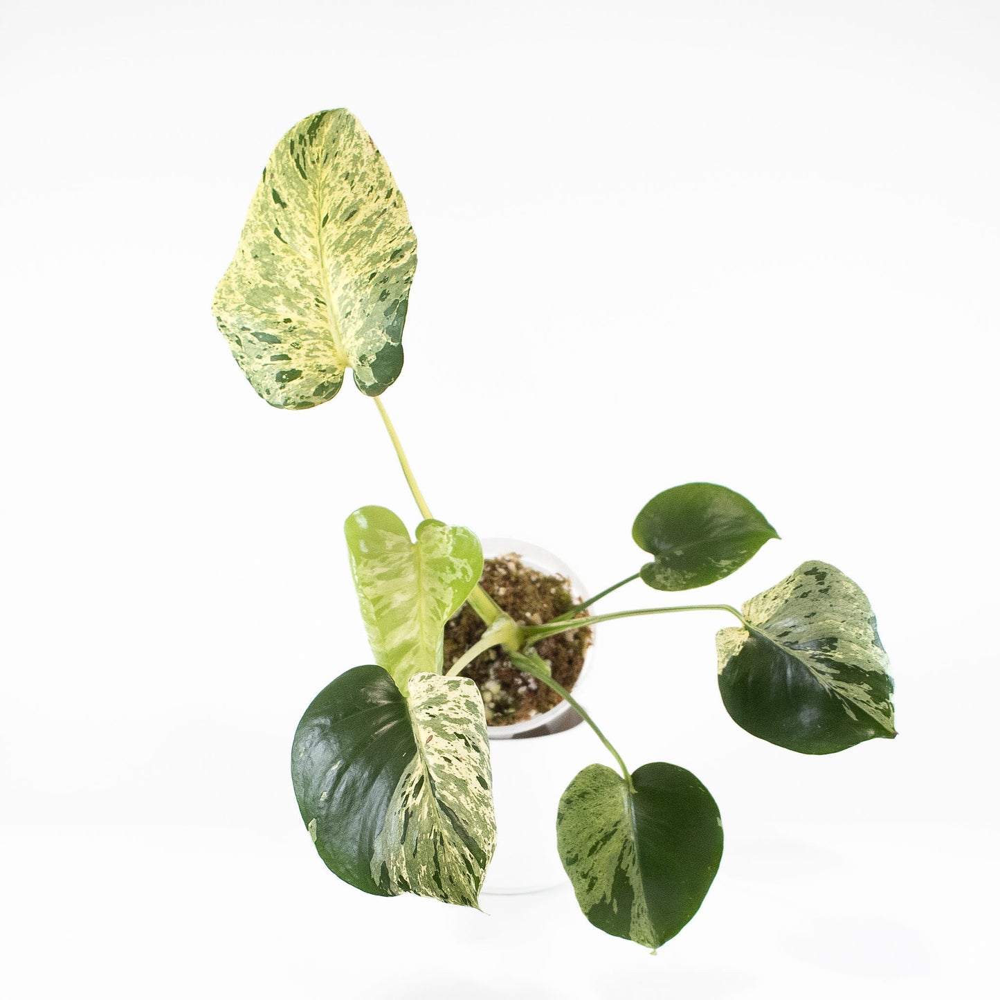 Monstera Deliciosa 'Vietciosa' (2620)