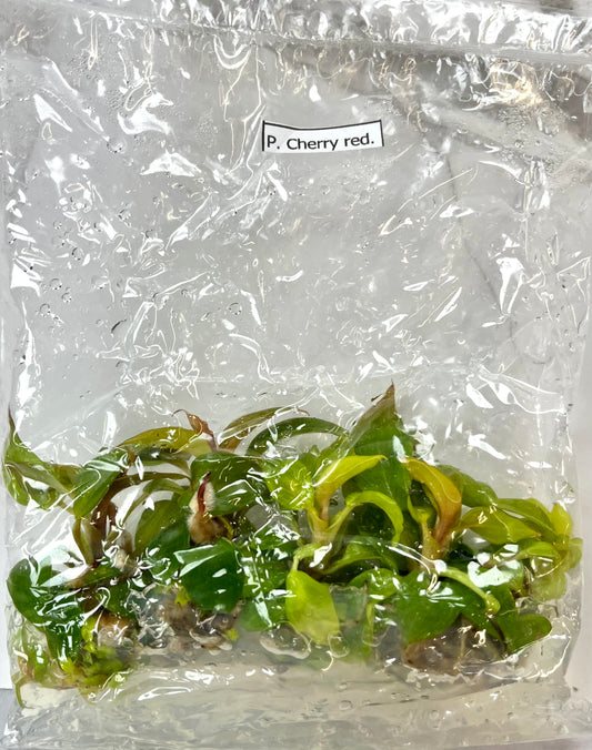 *5 Pack* Tissue Culture- Philodendron Cherry Red (Sellers Choice)