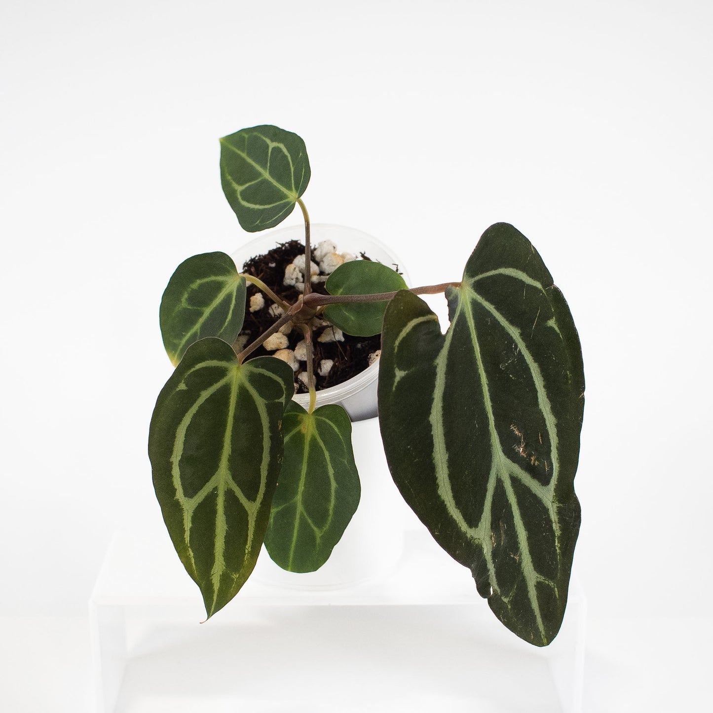 Anthurium 'Carlablackiae' RA10 x OG2 (2601)