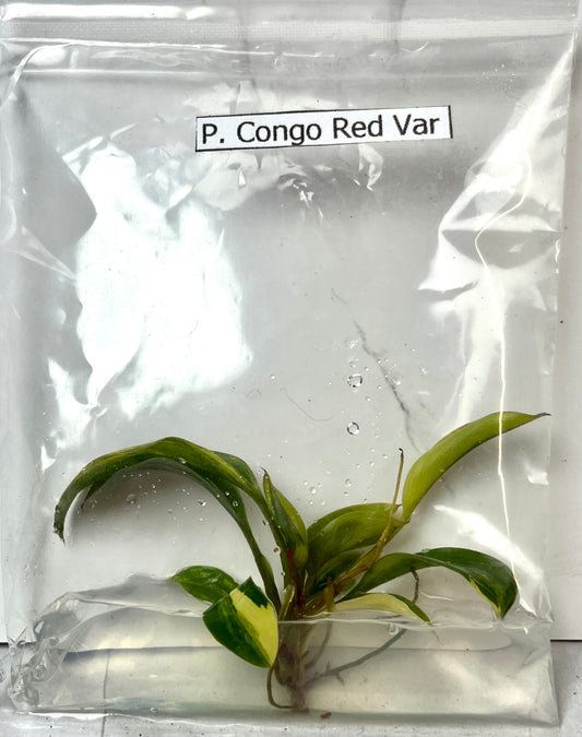 Tissue Culture- Philodendron Red Congo Variegated (Sellers Choice)
