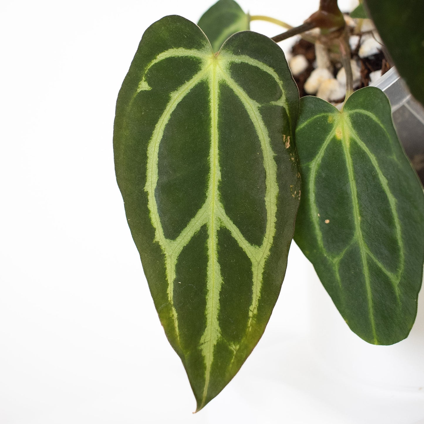 Anthurium 'Carlablackiae' RA10 x OG2 (2601)
