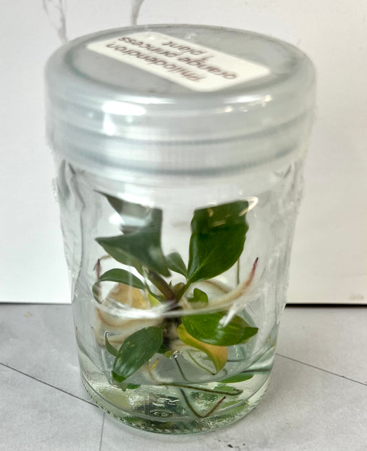 Tissue Culture- Philodendron Orange Princess (Sellers Choice)