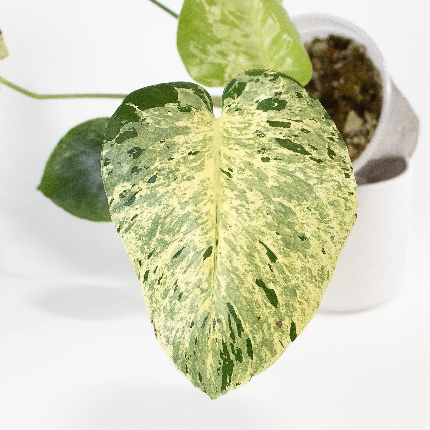 Monstera Deliciosa 'Vietciosa' (2620)