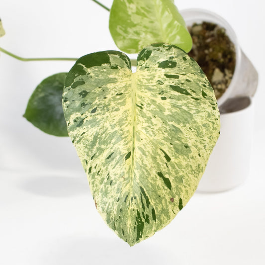 Monstera Deliciosa 'Vietciosa' (2620)