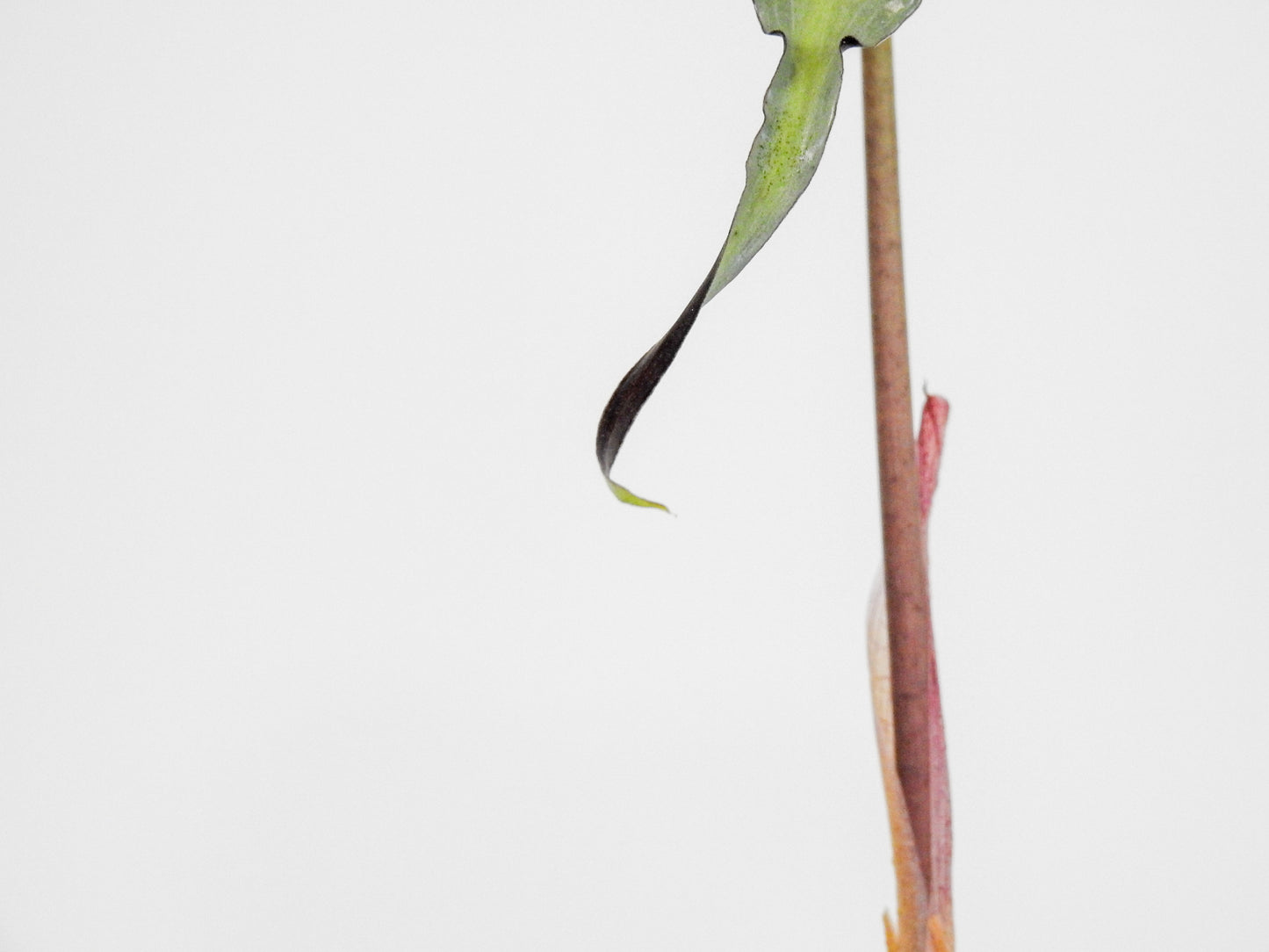 Alocasia 'Venom’ *mother plant* (3000)