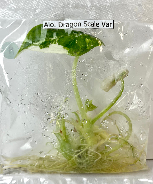 Tissue Culture- Alocasia Dragon Scale Variegated (Sellers Choice)