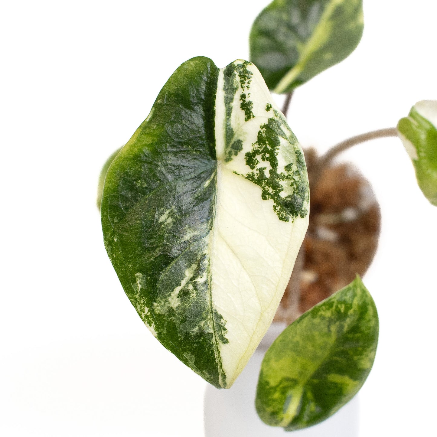 Alocasia 'Sedenii' Aurea (2616)