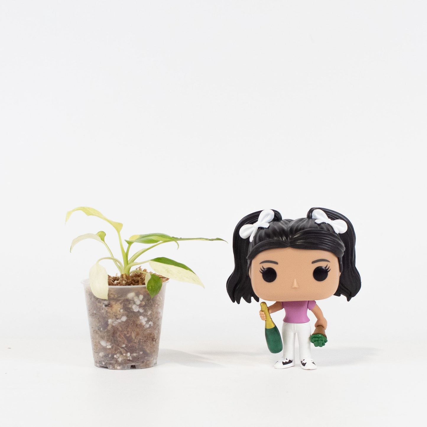 Homalomena 'Cream Frost' (2617)