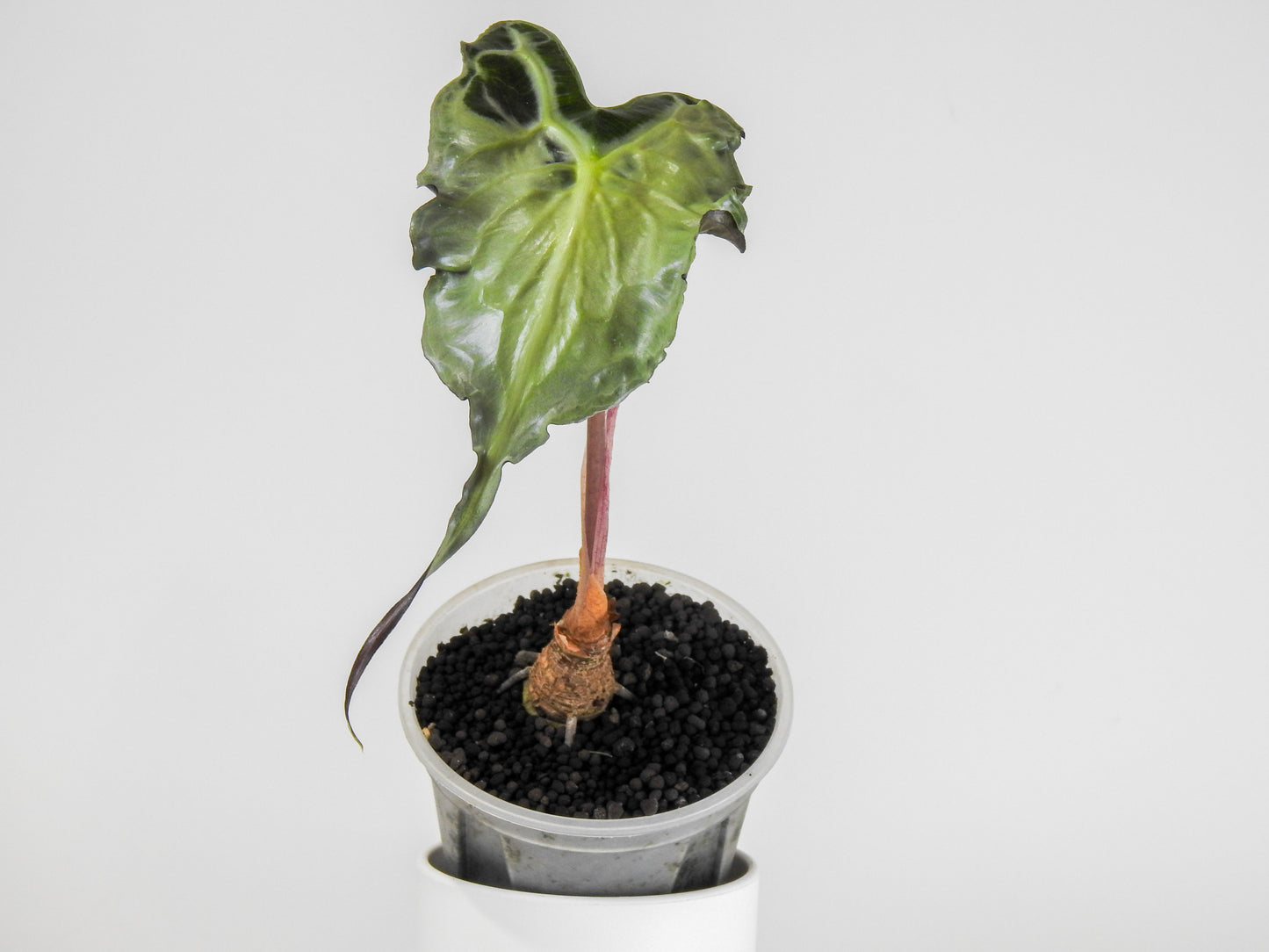 Alocasia 'Venom’ *mother plant* (3000)
