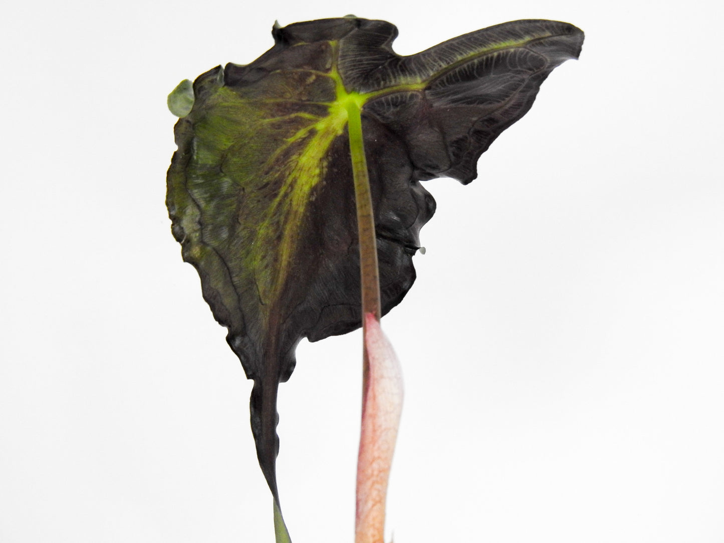 Alocasia 'Venom’ *mother plant* (3000)