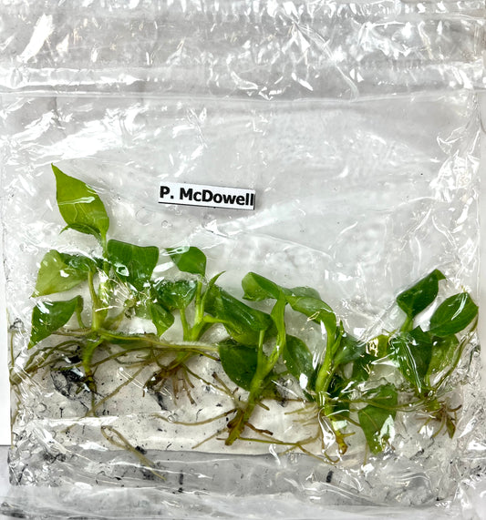 *5 Pack* Tissue Culture- Philodendron McDowell (Sellers Choice)