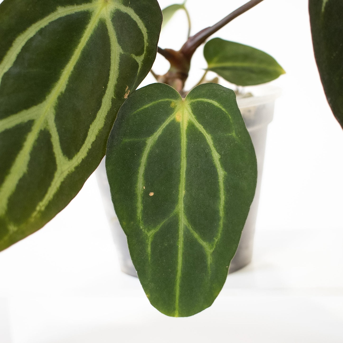 Anthurium 'Carlablackiae' RA10 x OG2 (2601)