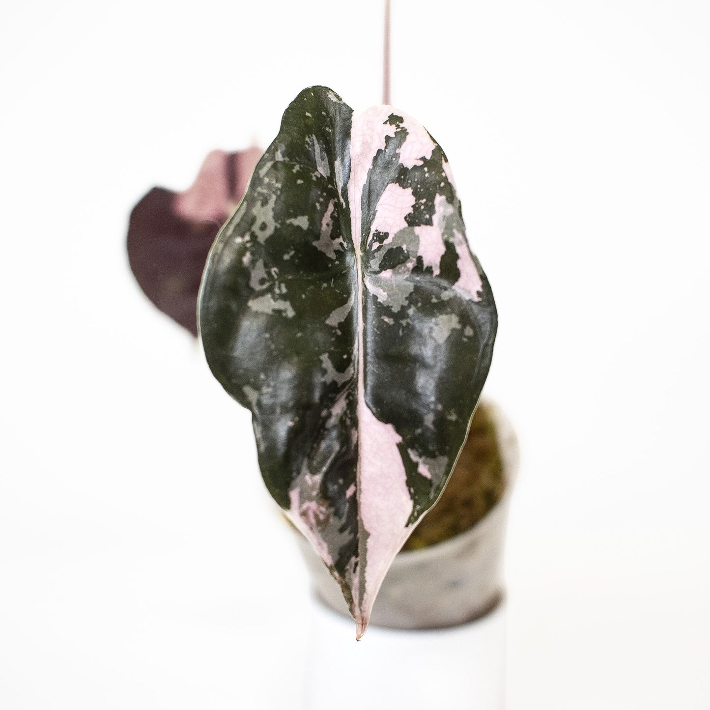 Alocasia 'Chantrieri' Albo/ Pink Variegated (2610)
