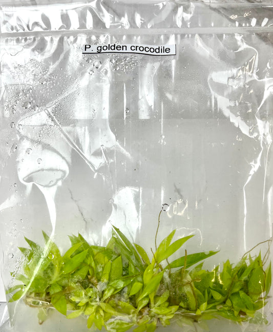 *5 Pack* Tissue Culture- Golden Crocodile (Sellers Choice)