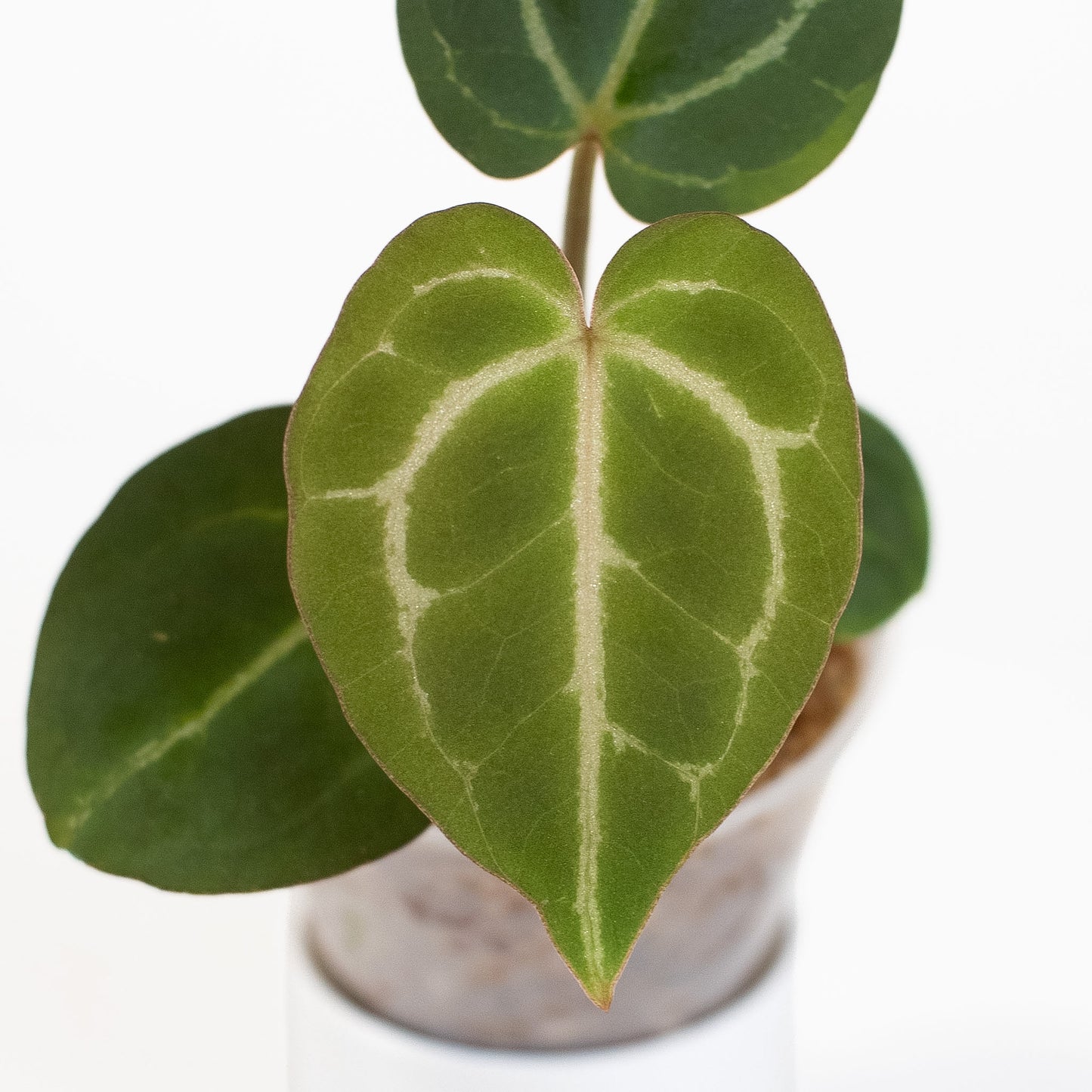 Anthurium (Carla) x (Red Crystallinum Dark Form) (2604)