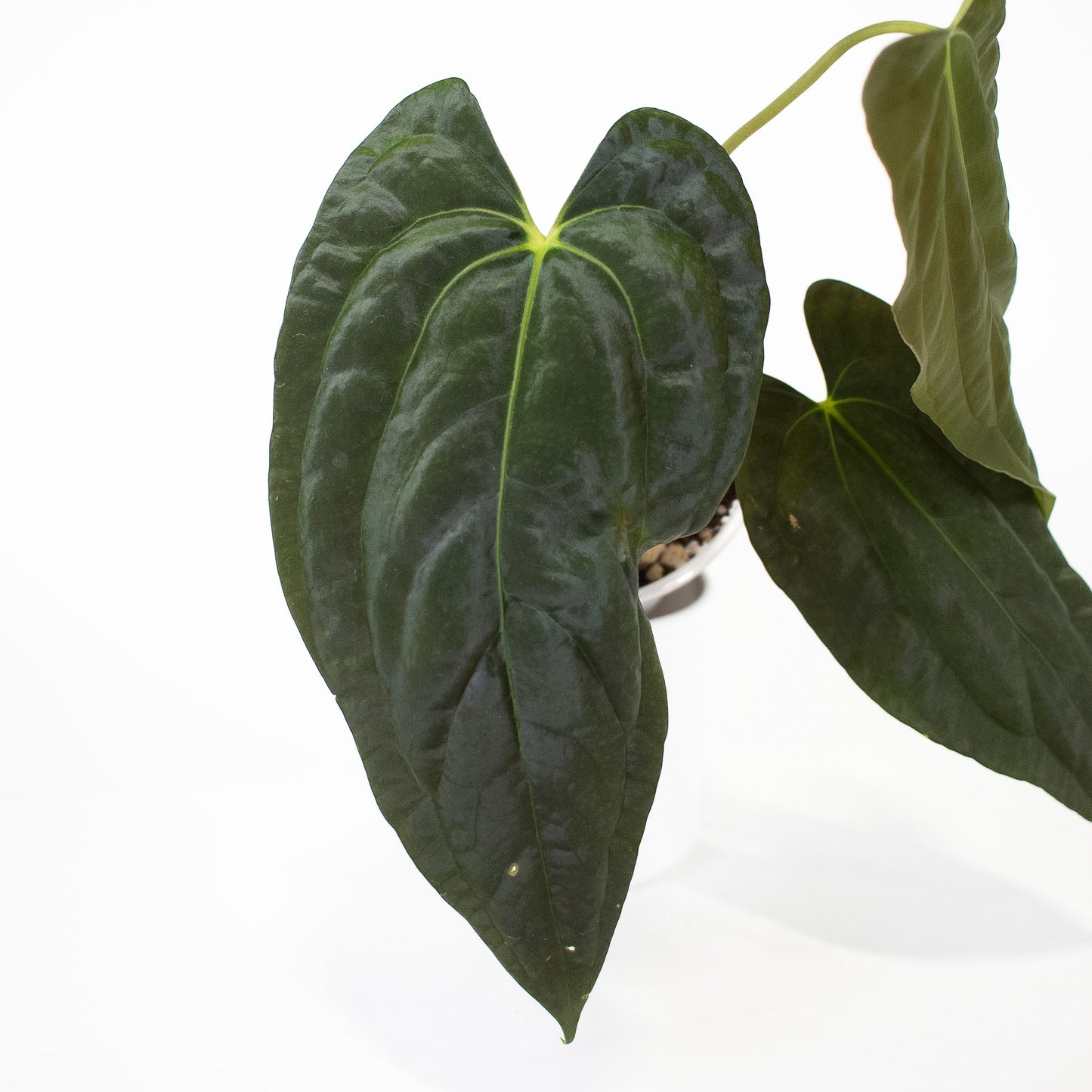 Anthurium RA4 x Fortsherman (2600)