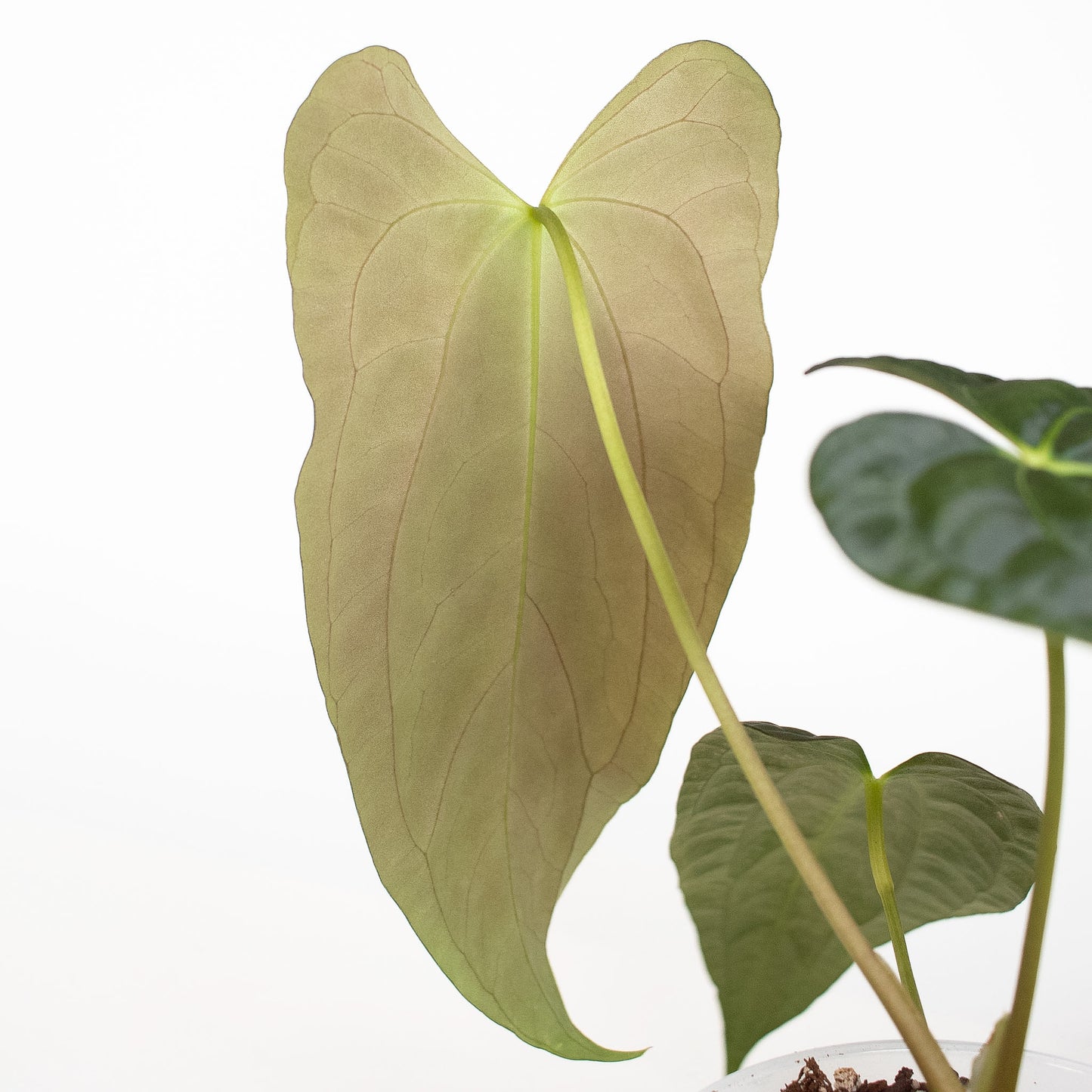 Anthurium RA4 x Fortsherman (2600)