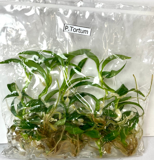 *5 Pack* Tissue Culture- Philodendron Tortum (Sellers Choice)