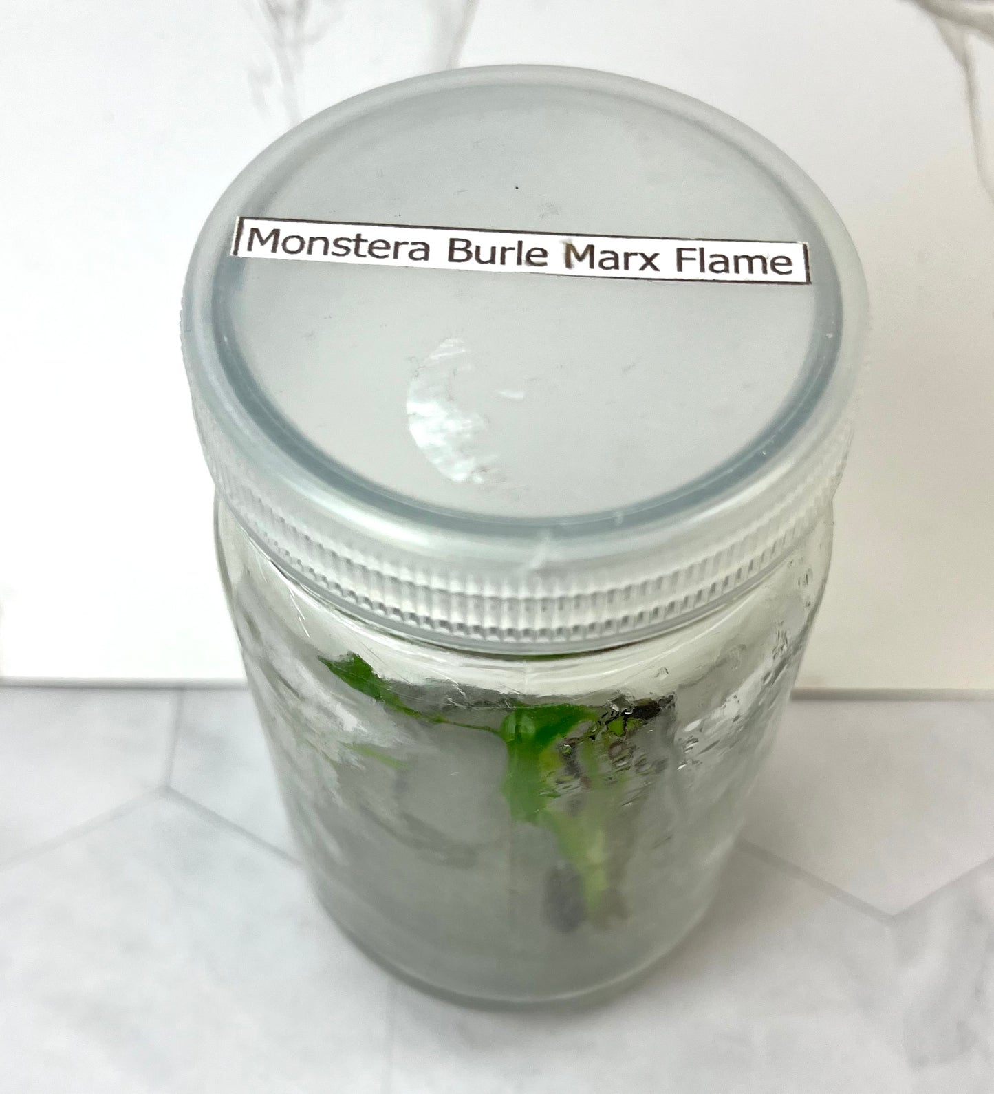 Tissue Culture- Monstera Burle Marx Flame (Sellers Choice)